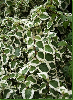 Ficus pumila 'Variegata' Ficus pumila 'Variegata'
