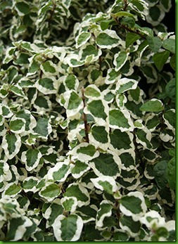 Ficus pumila 'Variegata'