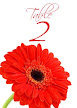 Red Gerbera 10 Table Number/Name