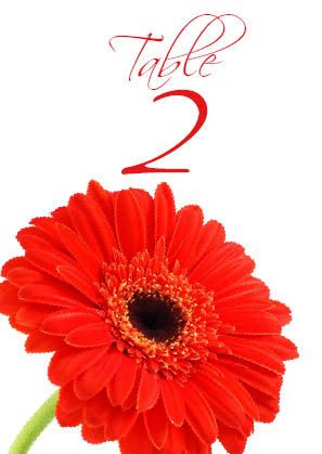 Red Gerbera 10 Table Number/Name