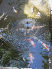 Florida 3.2013 Marriott Cypress Harbour koi2