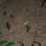 DSC_0971 - Copie.JPG