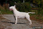 Bullworld Electric Boogie