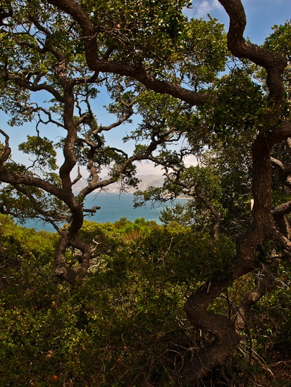 Channel Island NP Santa Cruz Island Pelican Bay Hike (2)