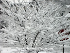 Hammersteam Snow tree.jpg