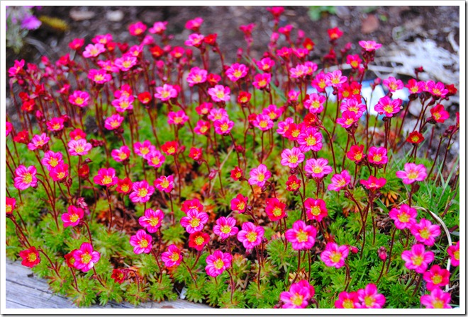 27-31 Maj 2012 087
