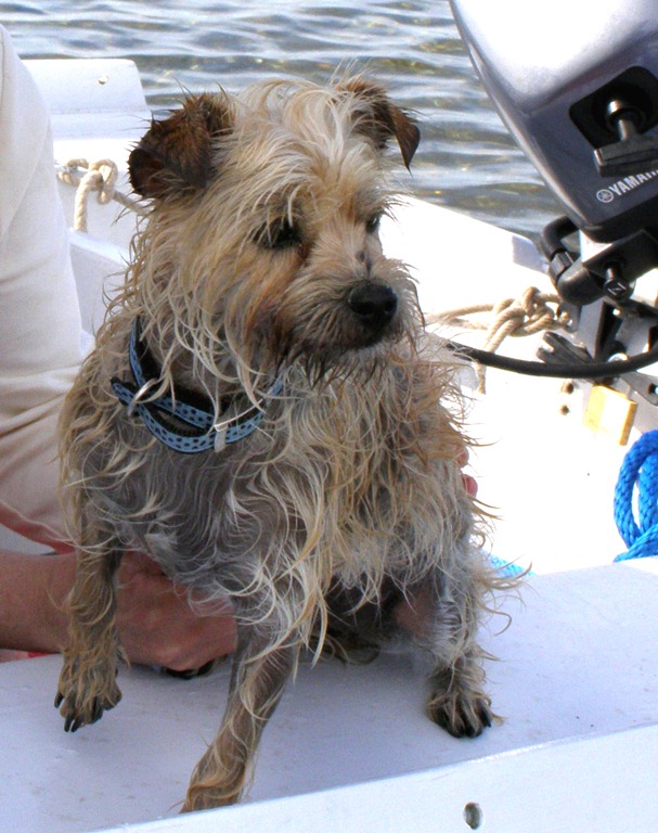 [Chien%2520marin%25203%255B6%255D.jpg]