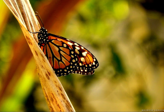 Danaus erippus (CRAMER, 1775). Environs de Curitiba, Paraná. 17 juillet 2011. Photo : Mauricio Skrock