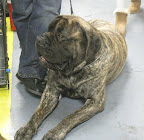 Mastiff