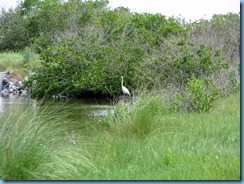 7842 Peacocks Pocket Road, Merritt Island Wildlife Refuge, Florida - Great egret