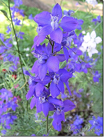 Monticello_Larkspur2