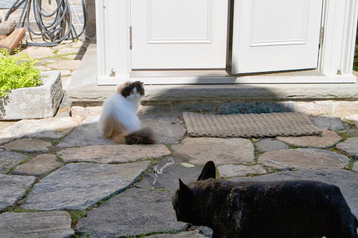 Then, the mother brings home partially dead prey and finishes off the kill in front of the kittens. The kittens are then allowed to practice their skills and learn to kill the wounded, slow-moving prey themselves. Then, the mother brings home partially dead prey and finishes off the kill in front of the kittens. The kittens are then allowed to practice their skills and learn to kill the wounded, slow-moving prey themselves.