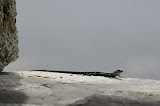 DSC_0358.JPG