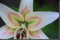 name this lily-4