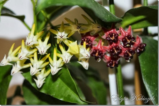 IMG_3665 IMG_3665