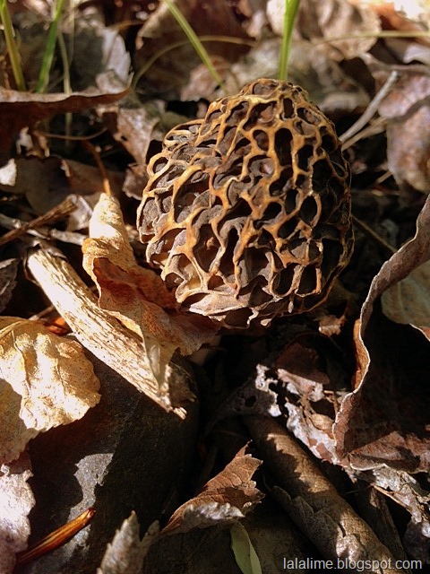 [1-morel%255B6%255D.jpg]