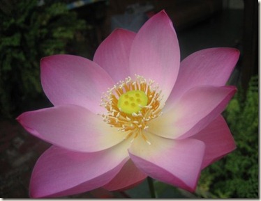 pink-lotus