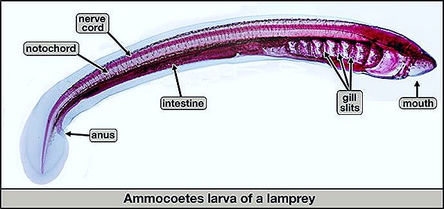 [ammocoetes-larvae%255B16%255D.jpg]