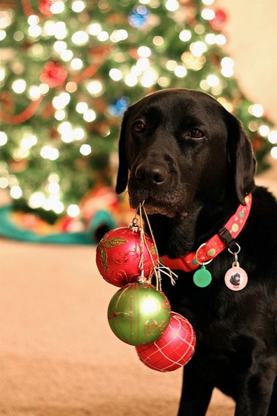 [perro%2520gorritos%2520navidad%2520%252825%2529%255B5%255D.jpg]