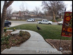 Wildlife in yard (1)