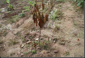 IMG_4878 IMG_4878