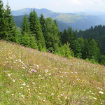 Карпаты райские луга 2011 054.jpg