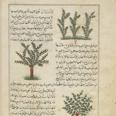 Folio from Aja'ib al-makhluqat (Wonders of Creation) by al-Qazvini; recto: Egyptian Thorn (Umm Gaylan), Ben Tree (Ban), Turpentine Tree (Butm); verso: Balm Tree (Balasan), Oak (Ballut) | Origin: Iraq or Eastern Turkey | Period: early 15th century | Details: Not Available | Type: Opaque watercolor, ink and gold on paper | Size: H: 32.7 W: 22.4 cm | Museum Code: F1954.73 | Photograph and description taken from Freer and the Sackler (Smithsonian) Museums. d1b93dd952ad4915b5023e6e42a669be.jpg