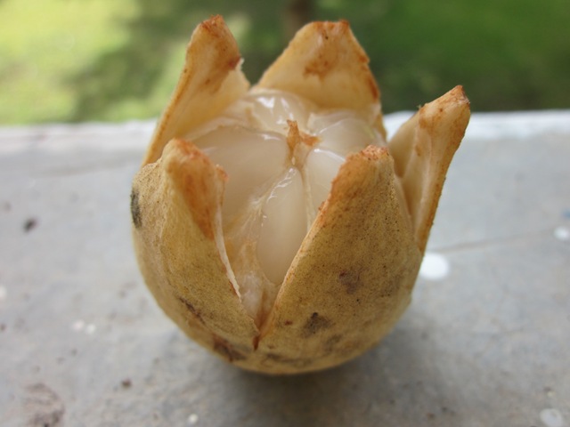 [streetfoodandfruit0613.jpg]