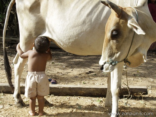 [Cambodian-boy-suckles-from-cow-after-parents-leave-1%255B2%255D.jpg]
