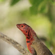 Lava Lizard