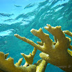  Snorkel Buck Island Reef 