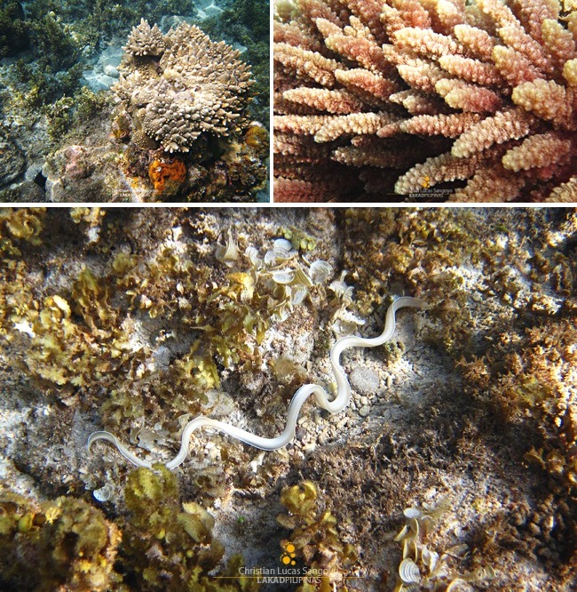 Under Malabiga Beach at Banton, Romblon