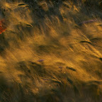 DSC01511rt.jpg