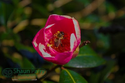 Trengwainton Gardens-4.jpg