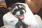 It must be hard to resist cuddling these cuties! But it's important not to handle wildlife too much if they are to be re-released to fend for themselves. It must be hard to resist cuddling these cuties! But it's important not to handle wildlife too much if they are to be re-released to fend for themselves.