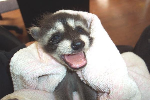 It must be hard to resist cuddling these cuties! But it's important not to handle wildlife too much if they are to be re-released to fend for themselves. It must be hard to resist cuddling these cuties! But it's important not to handle wildlife too much if they are to be re-released to fend for themselves.