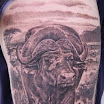 Cape Buffalo