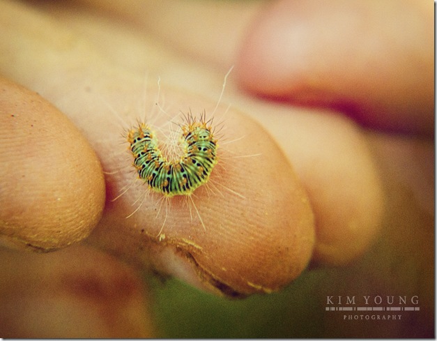 coles caterpillar