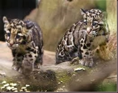 Amazing Animal Pictures Clouded Leopard (15)