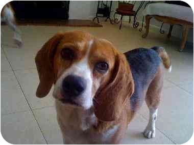 Beagles are often bred for and used in animal research because they tend to be passive, gentle and kind.
Axel is anxiously awaiting adoption in Northridge California- can you help? Beagles are often bred for and used in animal research because they tend to be passive, gentle and kind.
Axel is anxiously awaiting adoption in Northridge California- can you help?