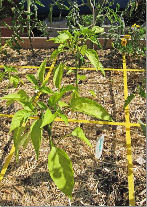 Jalapeno-pepper