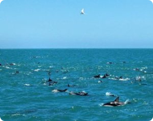 delfines1 delfines1