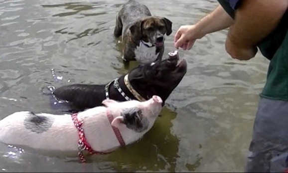 Pigs at Dog Beach