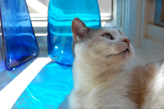 [Roxie%2520Windowsill%255B2%255D.jpg]