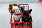 Shopping for Farm Supplies