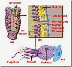 sel leher koanosit porifera
