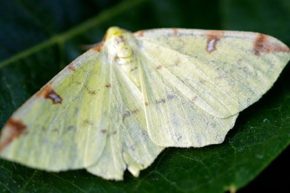 Geometridae : Ennominae : Opisthograptis luteolata (L., 1758). Les Hautes-Lisières (Rouvres, 28), 9 septembre 2012. Photo : J.-M. Gayman