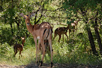Men der er også god plads - Krüger National Park siges at være på størrelse med Jylland.