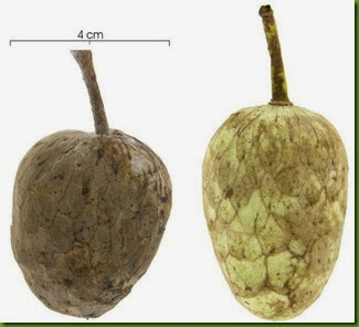 Annona hayesii fruit Annona hayesii fruit