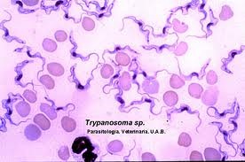 [trypanosoma1%255B2%255D.jpg]